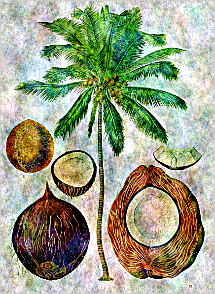 cocos nucifera